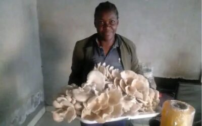 Solar for Small Businesses in Zimbabwe: Staying Open, Saving More