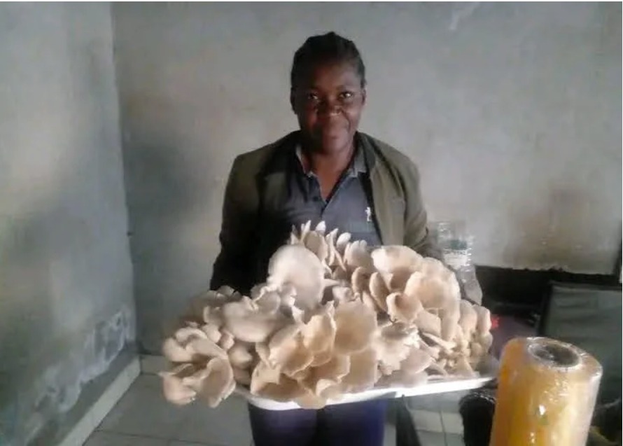 Solar for Small Businesses in Zimbabwe: Staying Open, Saving More